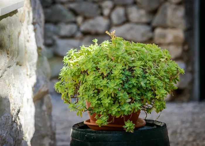 Hillside Paradise Next To Dubrovnik Mrcevo